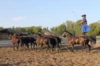 6. Tag: Vormittag Freizeit - Nachmittag Pferdekutschfahrt und Reitershow im Hotel Varga Tanya