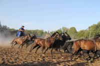 6. Tag: Vormittag Freizeit - Nachmittag Pferdekutschfahrt und Reitershow im Hotel Varga Tanya