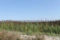 7. Tag: Radtour durch die Puszta anschließend Stadtbesichtigung in Kecskemet und Besuch der Therme in Cegled 