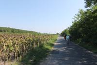 7. Tag: Radtour durch die Puszta anschließend Stadtbesichtigung in Kecskemet und Besuch der Therme in Cegled 