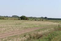 7. Tag: Radtour durch die Puszta anschließend Stadtbesichtigung in Kecskemet und Besuch der Therme in Cegled 