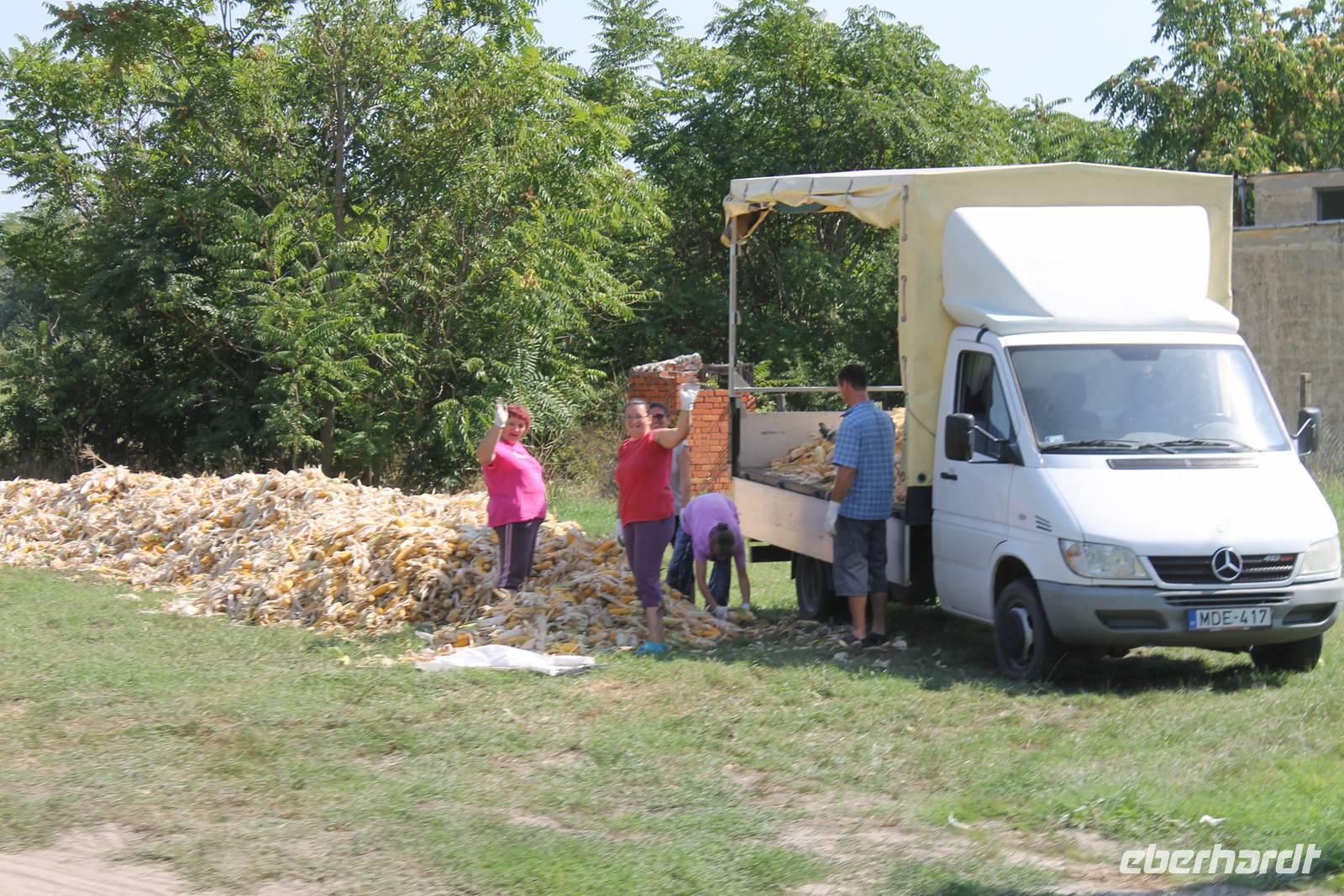 7. Tag: Radtour durch die Puszta anschließend Stadtbesichtigung in Kecskemet und Besuch der Therme in Cegled 