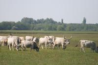 Ungarische Graurinder &ndash; &copy; Annett Müller (Eberhardt TRAVEL)