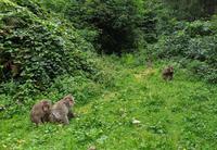 023_Affenberg Landskron