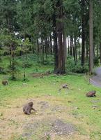 024_Affenberg Landskron