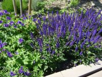 Halbinsel Tihany: bei der Kirche der Benediktinerabtei