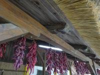 in der Puszta Kecskemet