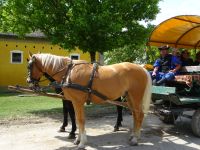 in der Puszta Kecskemet