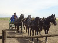 in der Puszta: Reitershow