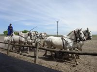 in der Puszta: Reitershow