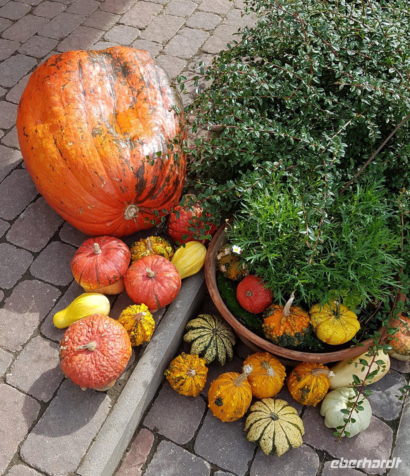 51_Hirschfarm
