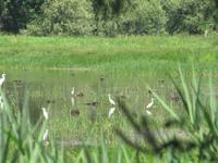 Radtour - Poroszló – Tiszafüred (55 km)