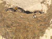 Radtour: Poroszló – Tiszafüred (55 km)