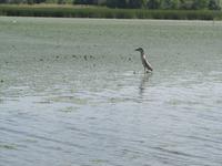 Bootstour auf der Theiss