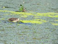 Bootstour auf der Theiss