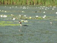 Bootstour auf der Theiss