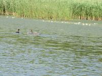 Bootstour auf der Theiss