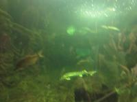 Ökozentrum an der Theiss