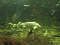 Ökozentrum an der Theiss