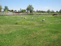 Ökozentrum an der Theiss