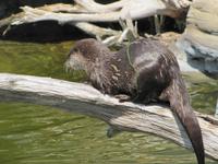 Ökozentrum an der Theiss