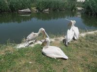 Ökozentrum an der Theiss