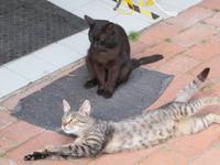 Ankunft im Hotel Varga Tanya