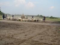 Reitershow im Hotel Varga Tanya