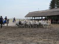 Reitershow im Hotel Varga Tanya
