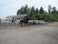 Reitershow im Hotel Varga Tanya