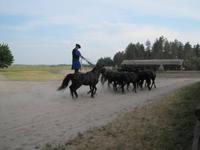 Reitershow im Hotel Varga Tanya
