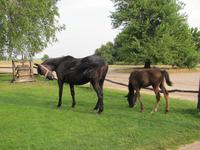 Reitershow im Hotel Varga Tanya