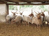 Pferdekutschfahrt zu einem Bauernhof