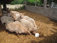 Pferdekutschfahrt zu einem Bauernhof