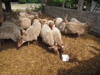 Pferdekutschfahrt zu einem Bauernhof