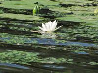 Bootstour auf der Theiss
