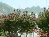 blühende Bäume im Frühherbst &ndash; &copy; Jana Maria Kleibert (Eberhardt TRAVEL)