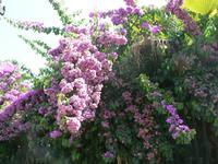 Blumenpracht &ndash; &copy; Jana Maria Kleibert (Eberhardt TRAVEL)