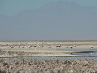 Los Flamencos &ndash; &copy; Jana Maria Kleibert (Eberhardt TRAVEL)