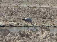 Los Flamencos &ndash; &copy; Jana Maria Kleibert (Eberhardt TRAVEL)