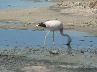 Los Flamencos &ndash; &copy; Jana Maria Kleibert (Eberhardt TRAVEL)