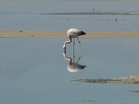 Los Flamencos &ndash; &copy; Jana Maria Kleibert (Eberhardt TRAVEL)