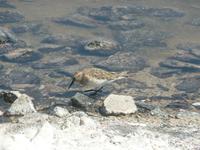 Vogel am Salzsee &ndash; &copy; Jana Maria Kleibert (Eberhardt TRAVEL)