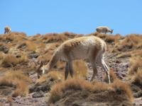 Vikuñas &ndash; &copy; Jana Maria Kleibert (Eberhardt TRAVEL)