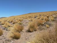 stachelige Grasbüschel &ndash; &copy; Jana Maria Kleibert (Eberhardt TRAVEL)