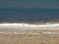 Vikuñas an der Lagune &ndash; &copy; Jana Maria Kleibert (Eberhardt TRAVEL)