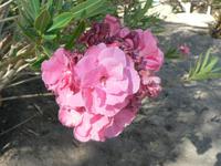 Blüten &ndash; &copy; Jana Maria Kleibert (Eberhardt TRAVEL)