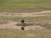 Vögel in der Oase &ndash; &copy; Jana Maria Kleibert (Eberhardt TRAVEL)