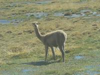 Vikuñas &ndash; &copy; Jana Maria Kleibert (Eberhardt TRAVEL)