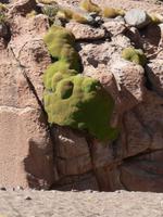 Fotostop bei riesiger Flechte &ndash; &copy; Jana Maria Kleibert (Eberhardt TRAVEL)